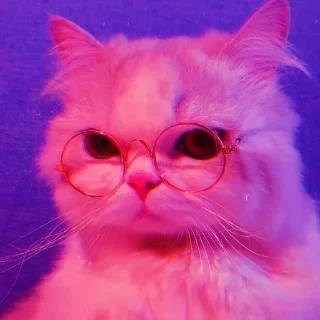 Sticker Meoww Pecc // @ZoldyckStickers - 6