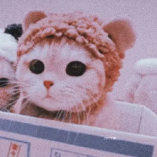 Sticker Meoww Pecc // @ZoldyckStickers - 7