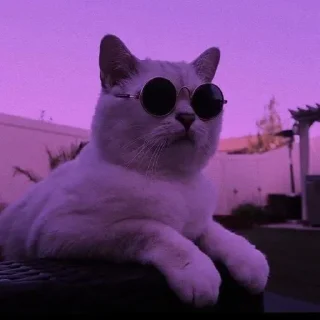 Sticker Meoww Pecc // @ZoldyckStickers - 3