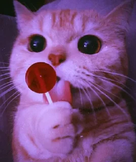 Sticker Meoww Pecc // @ZoldyckStickers - 10