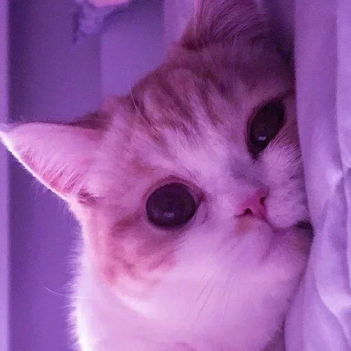 𝐌𝐄𝐎𝐖 𝐌𝐄𝐎𝐖 | @STICKER_HOMES - 