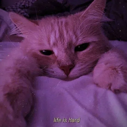 Sticker Meoww_meoww - 1