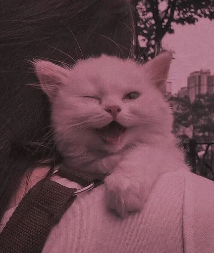 Sticker Meoww_meoww - 1