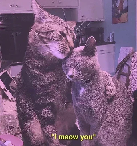 Sticker Meoww_meoww - 1