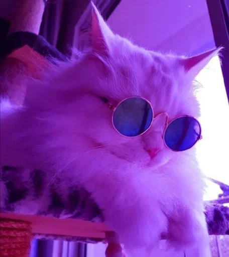 Sticker Meoww_meoww - 1