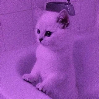 Стикер 𝐌𝐄𝐎𝐖 𝐌𝐄𝐎𝐖 | @STICKER_HOMES - 3