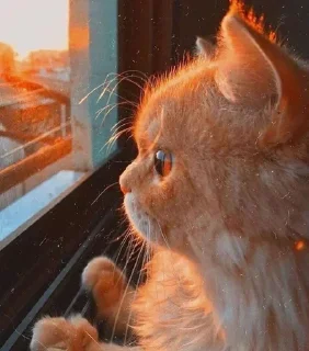 Стикер 𝐌𝐄𝐎𝐖 𝐌𝐄𝐎𝐖 | @STICKER_HOMES - 5