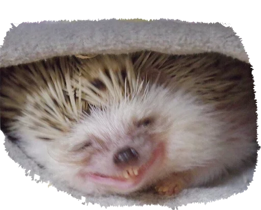 животное ёж млекопитающее