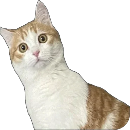 Меридос @TgEmodziBot - 