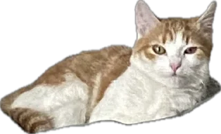 Sticker Меридос @TgEmodziBot - 3