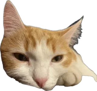 Sticker Меридос @TgEmodziBot - 1