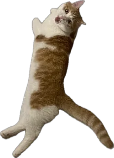 Sticker Меридос @TgEmodziBot - 2