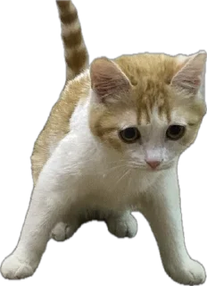 Sticker Меридос @TgEmodziBot - 4