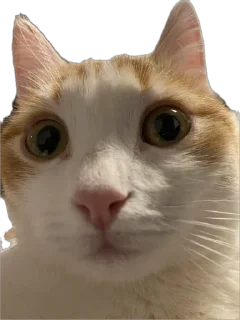 Sticker Меридос @TgEmodziBot - 6