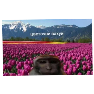 Sticker Места вахуи - 8