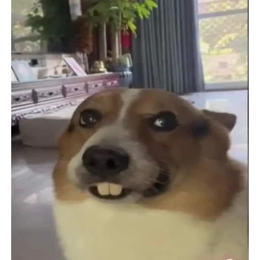 Мьюту соло | @m1khailbr_stickerbot - 