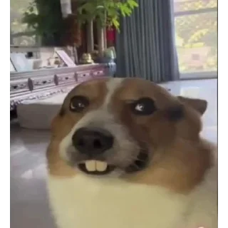 Sticker Мьюту соло | @m1khailbr_stickerbot - 3