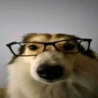 Sticker Мьюту соло | @m1khailbr_stickerbot - 0