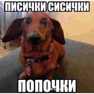 Sticker Мьюту соло | @m1khailbr_stickerbot - 8