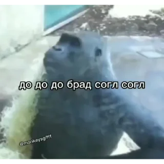 Sticker Мьюту соло | @m1khailbr_stickerbot - 10