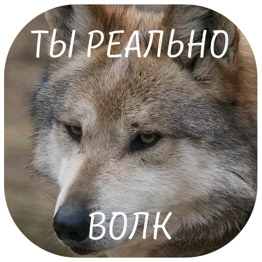 животное млекопитающее волк