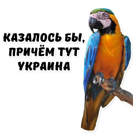 животное птица клюв