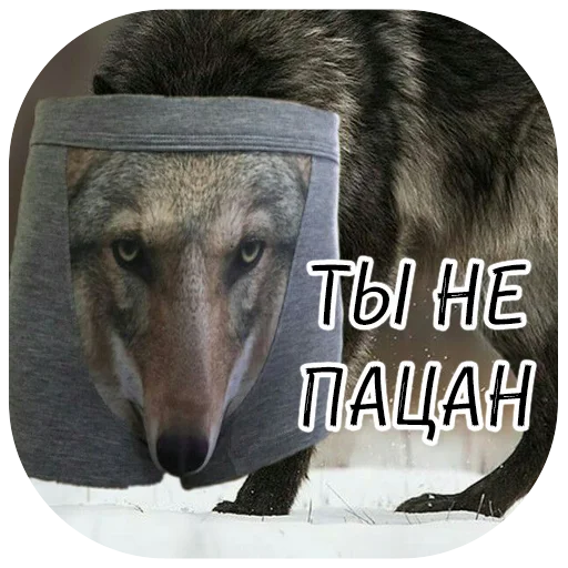 собака животное СМС