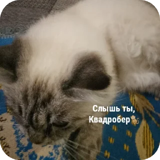 млекопитающее животное кошка