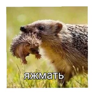 Sticker Міг УПАДІ - 3