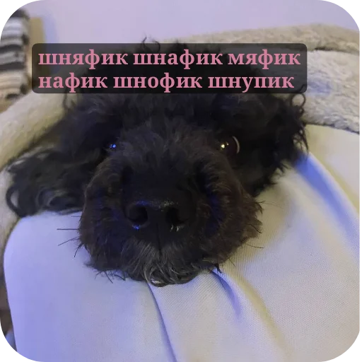 Стикер MikDlyaZhizni - 1