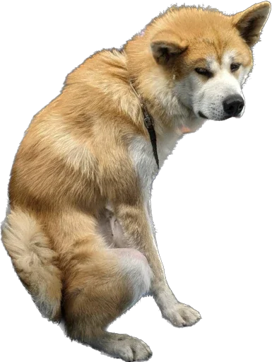 Sticker Miko.jpeg - 8