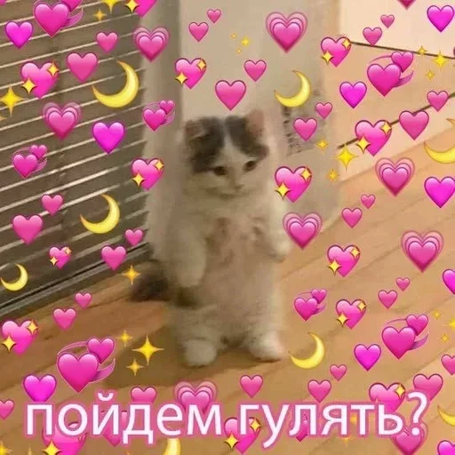 small to medium-sized cats animal cat