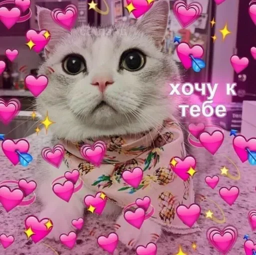 small to medium-sized cats pink felidae