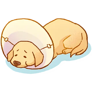 Sticker Милый ретривер @Nyasticks - 8