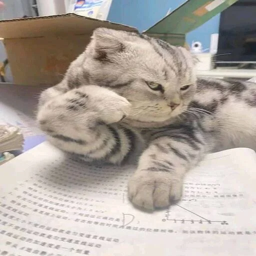 Sticker котики на все случаи by @riaaliy - 6