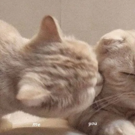 Sticker котики на все случаи by @riaaliy - 5