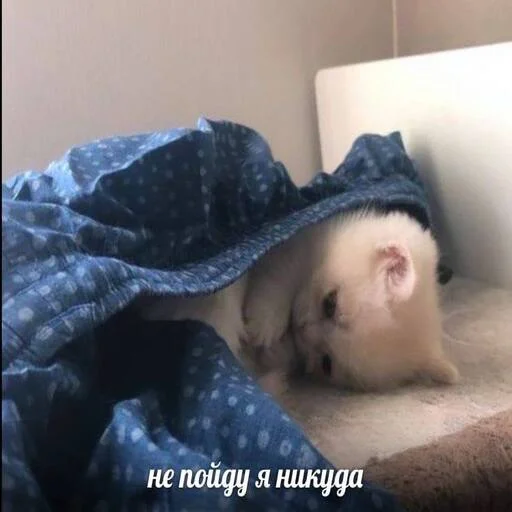 Sticker котики на все случаи by @riaaliy - 3