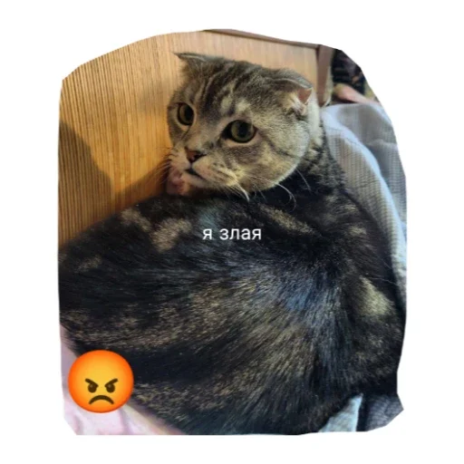 Милые котики - 