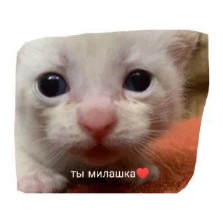 Sticker Милые котики - 7