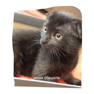 Sticker Милые котики - 10