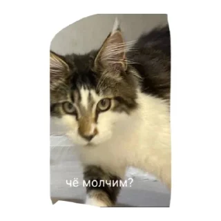 Sticker Милые котики - 2