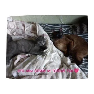 Sticker Милые котики - 11