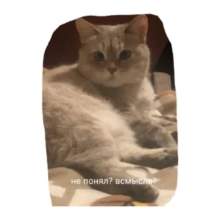 Sticker Милые котики - 6