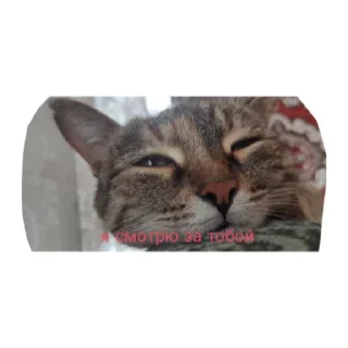 Sticker Милые котики - 9