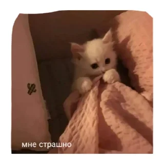 Sticker Милые котики - 1
