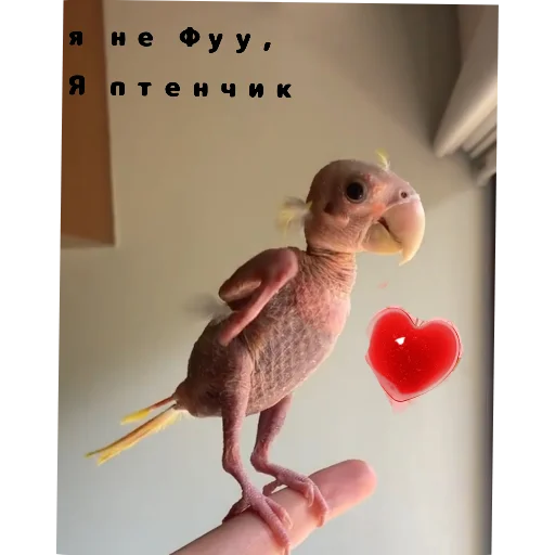 Милые животные - 