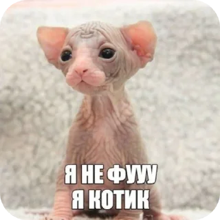 Стикер Милые животные - 1