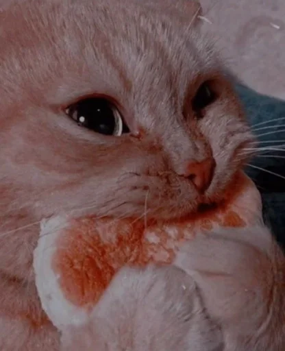 млекопитающее животное кошка