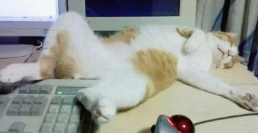 indoor small to medium-sized cats felidae