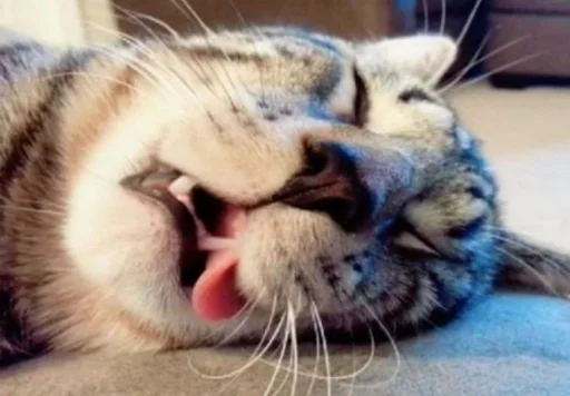 млекопитающее животное кошка